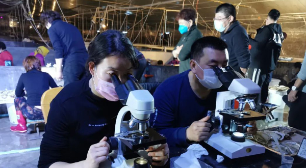 青岛前沿海洋种业2020年三倍体牡蛎苗种生产全面启动