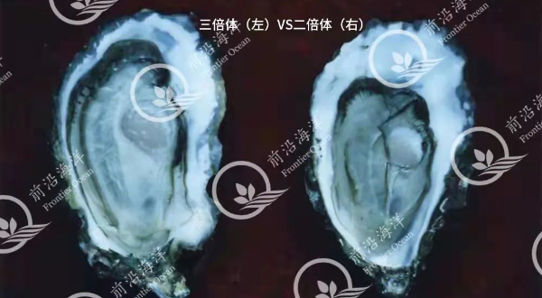 科普专栏：三倍体牡蛎性腺发育情况