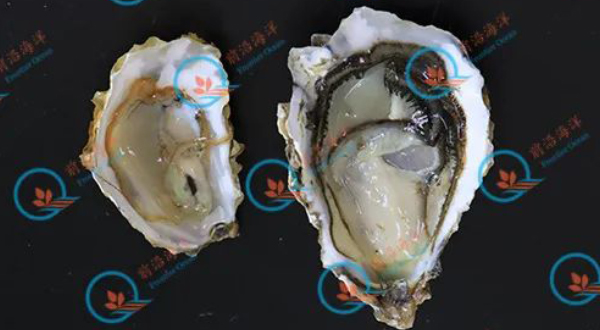 科普专栏：什么是三倍体牡蛎？