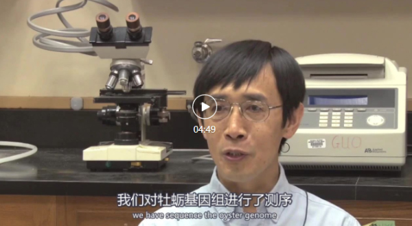 三倍体牡蛎技术发明人郭希明教授阐述三倍体牡蛎的优点