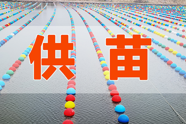 海上春耕正当时| 前沿三倍体牡蛎供苗开启