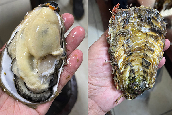 走访|春播秋实 前沿三倍体长势喜人