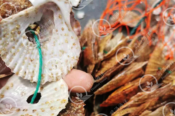通知 | 前沿二倍体牡蛎苗种对外供应