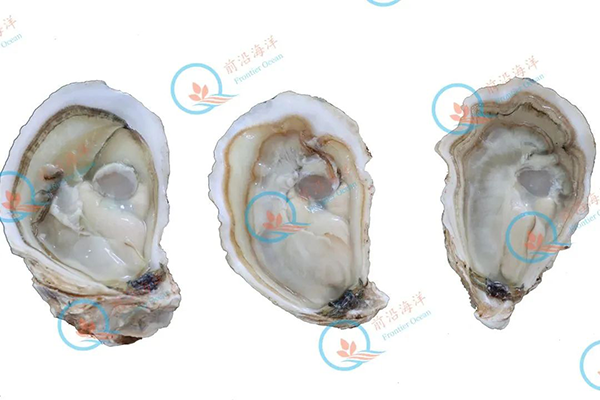 倍性稳定个大饱满|前沿四倍体种贝正式对外供应