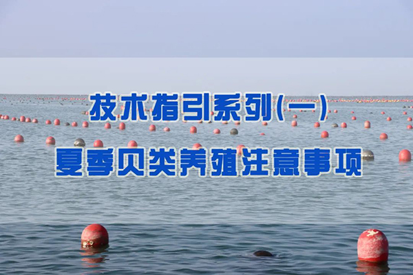 技术指引 | 夏季贝类养殖注意事项